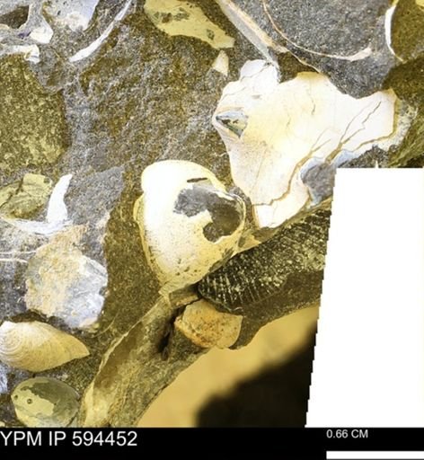 Protocardia sp.