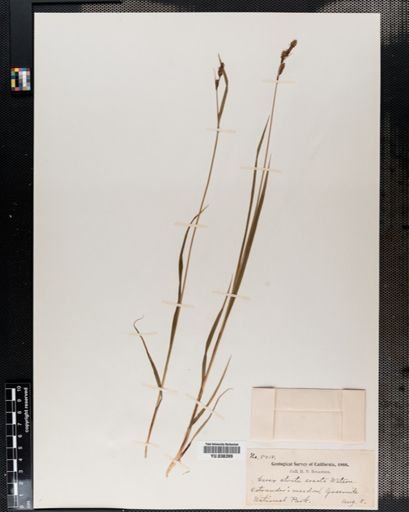 Carex