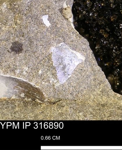 Phelopteria