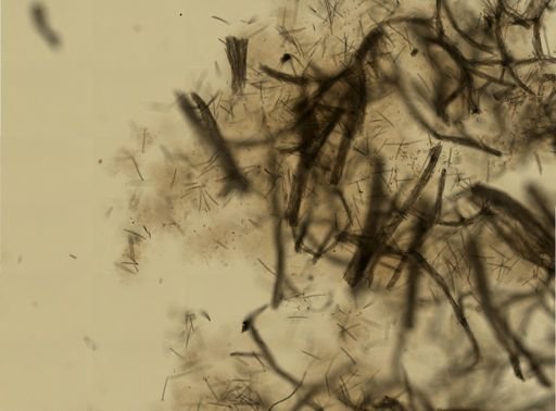 Isodictya deichmannae