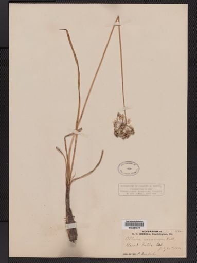 Allium