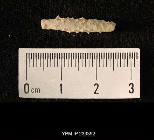 Archaeocidaris sp.