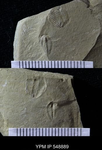 Trilobita
