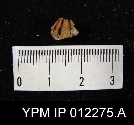 Spiriferina hilli