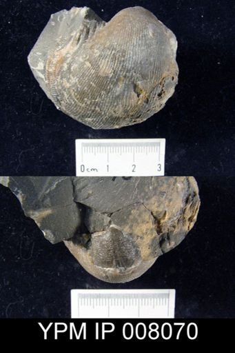 Productus sp.