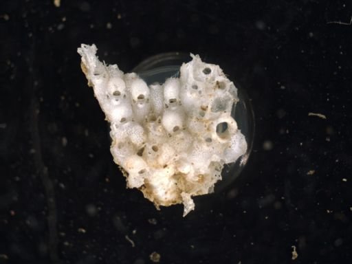 Microporella