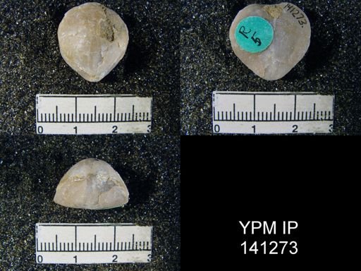 Spirigerella derbyi