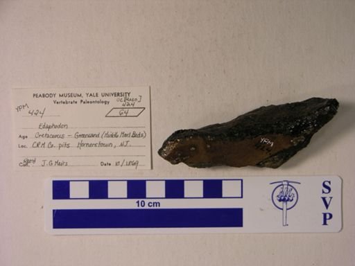 Edaphodon sp.