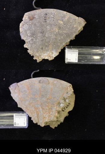 Sphenodiscus lenticularis