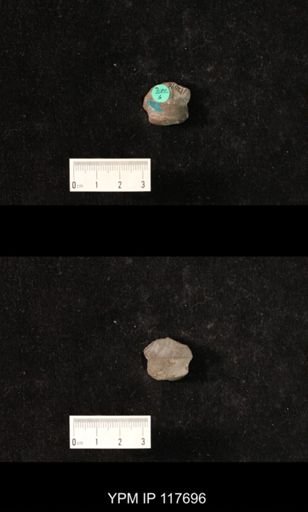 Hoxetopleura richensis
