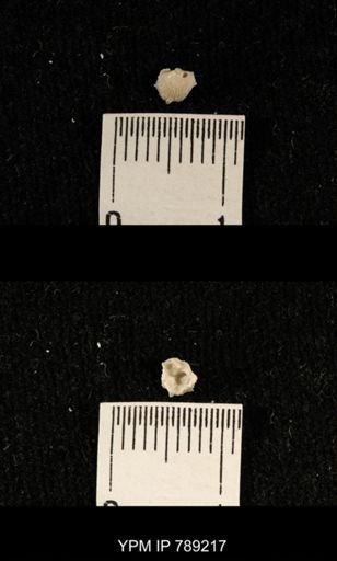 undet. Brachiopoda