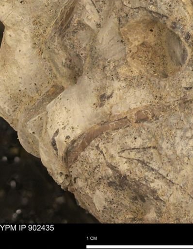 undet. Mollusca