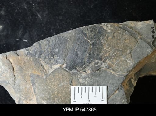 undet. Eurypterida