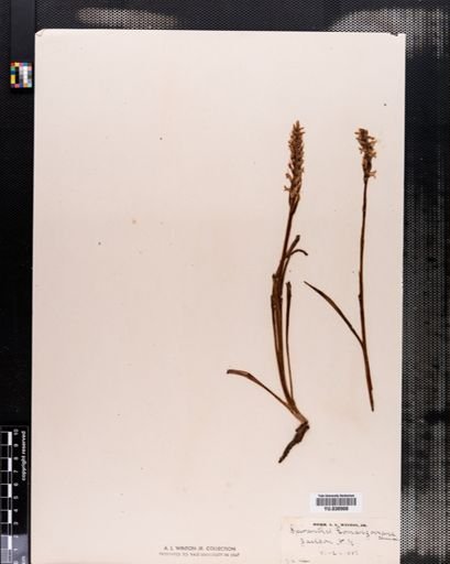 Spiranthes romanzoffiana