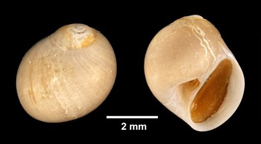 Polinices immaculatus