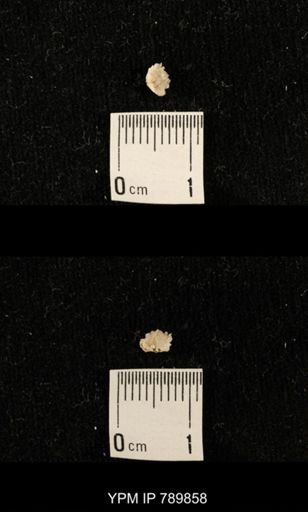 undet. Brachiopoda