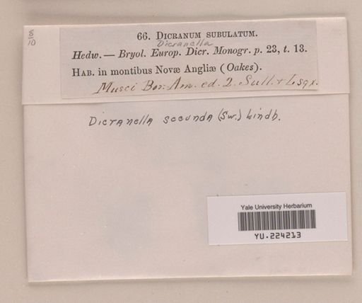 Dicranella secunda