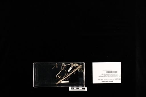 Mabuya longicaudata