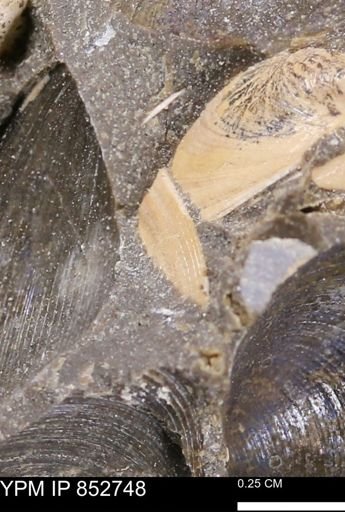 Limopsis striatopunctatus