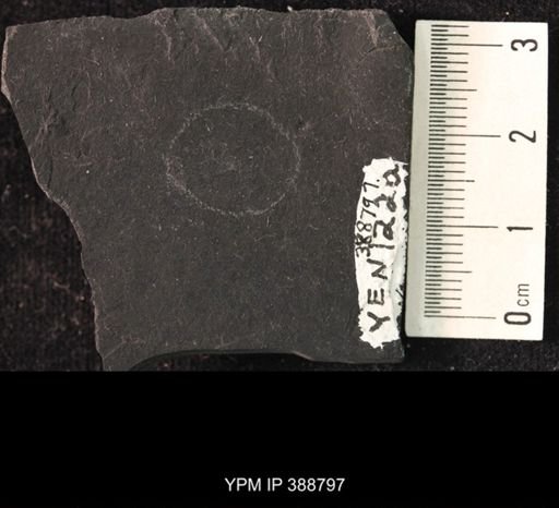 undet. Hexapoda