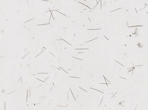 Dactylia sp.