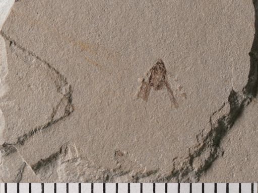Fulgoridae?