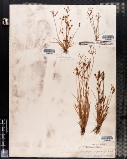 Fimbristylis autumnalis