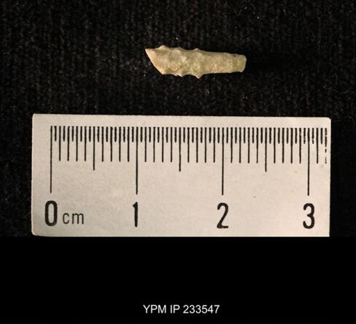 Archaeocidaris sp.