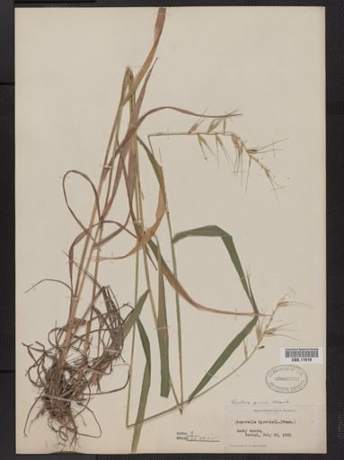 Elymus hystrix