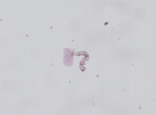 Hyalella cf. azteca