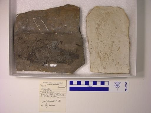 Semionotus sp.