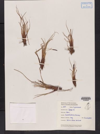Carex