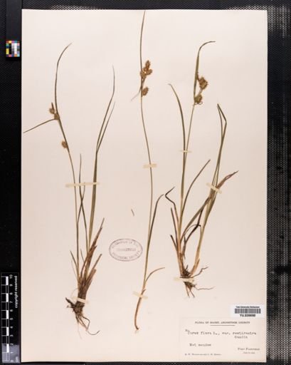 Carex flava