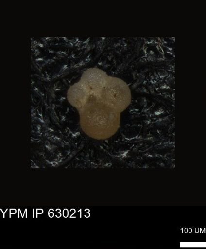 undet. Foraminiferida