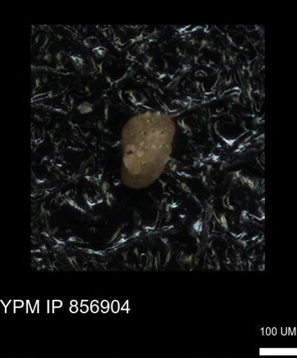 undet. Foraminiferida
