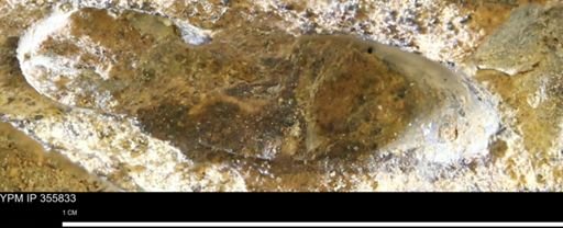 undet. Scaphitidae