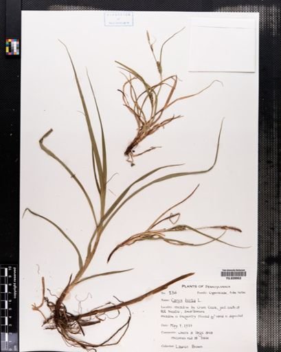 Carex hirta