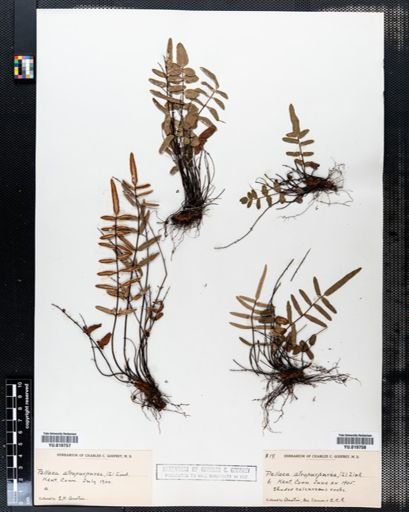 Pellaea atropurpurea
