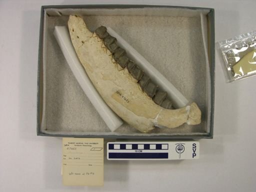 Rhinocerotoidea