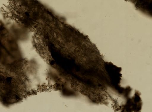 Haliclona cinerea?