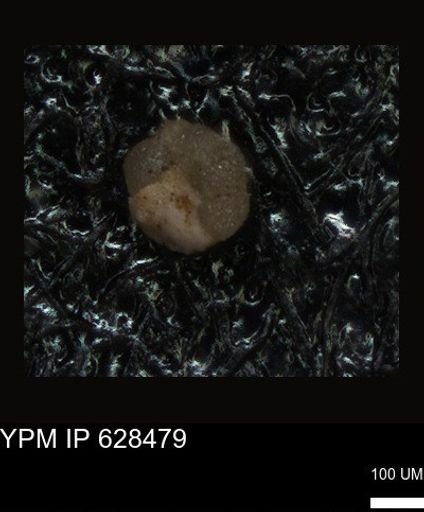 undet. Foraminiferida