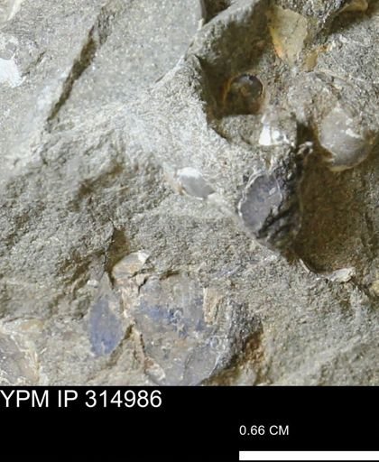 undet. Mollusca