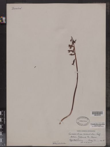 Corallorhiza maculata