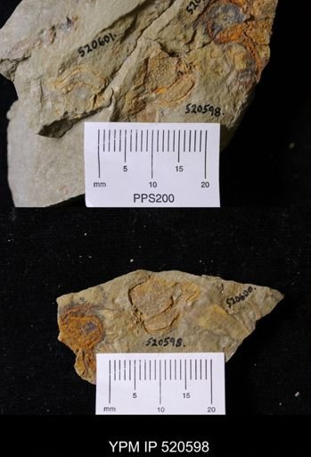 Chauvelicystis sp.