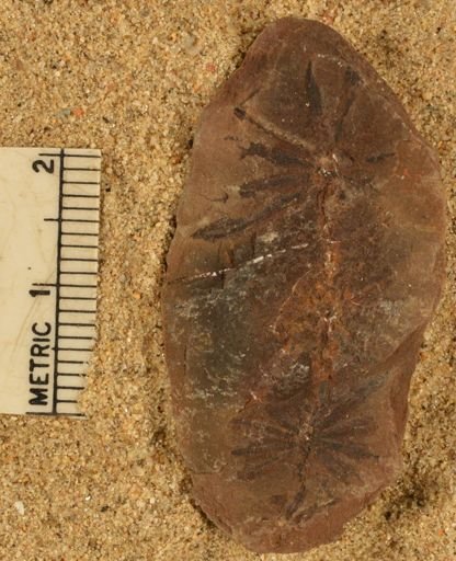 Annularia sp.