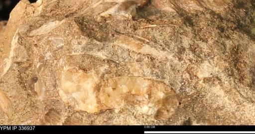 undet. Scaphitidae