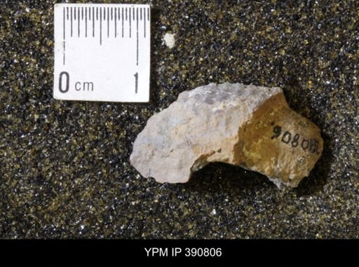 undet. Scaphitidae