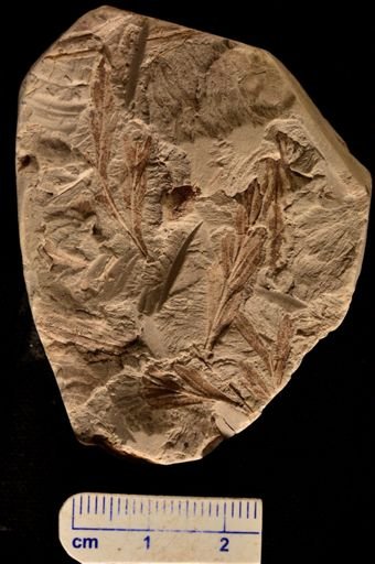 Asplenium dicksonianum