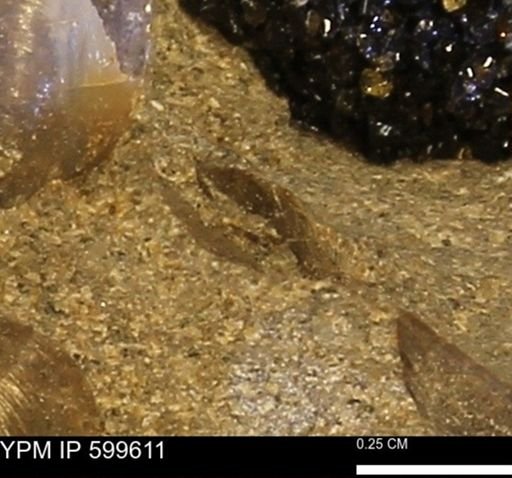 Protocardia subquadrata