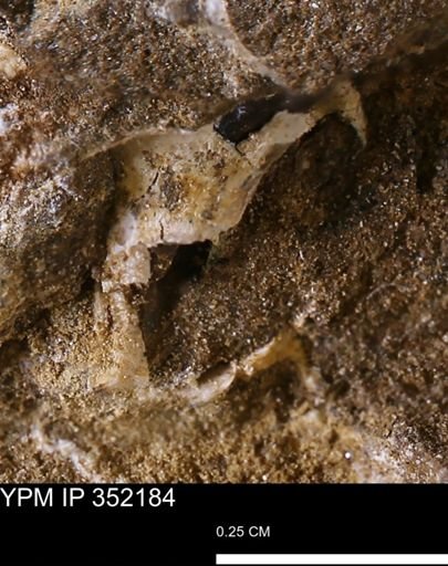 undet. Mollusca